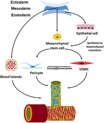 It Takes Two: Endothelial-Perivascular Cell Cross-Talk in Vascular Development and Disease